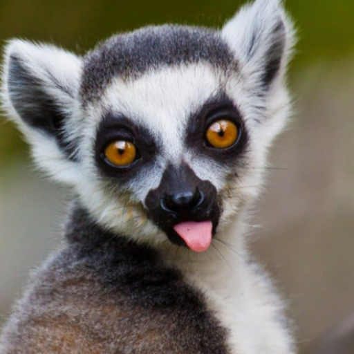 Lemur Sounds logo