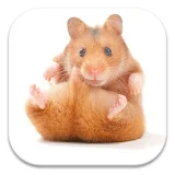 Cute Hamster Live Wallpapers icon