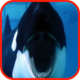 Killer Whale Wallpaper HD icon