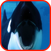 Killer Whale Wallpaper HD  Icon