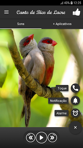 Canto de Bico de Lacre