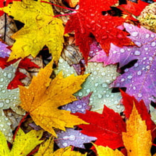 Latar Belakang Daun Berwarna