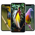 Cover Image of Download Bird Wallpaper  APK