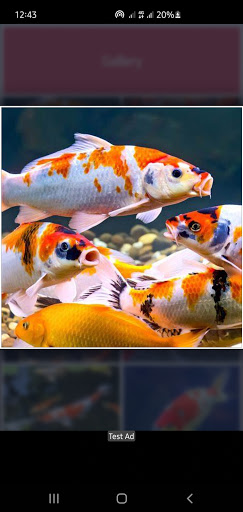 Koi Fish Guide - Farming, Care Screen 2