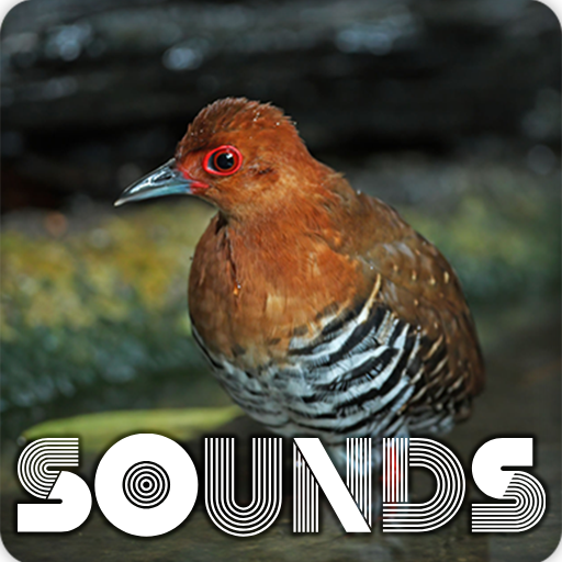 Red Legged Crake Sound
