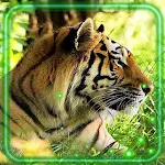 Cover Image of Tải xuống Wild Tiger Live Wallpaper  APK