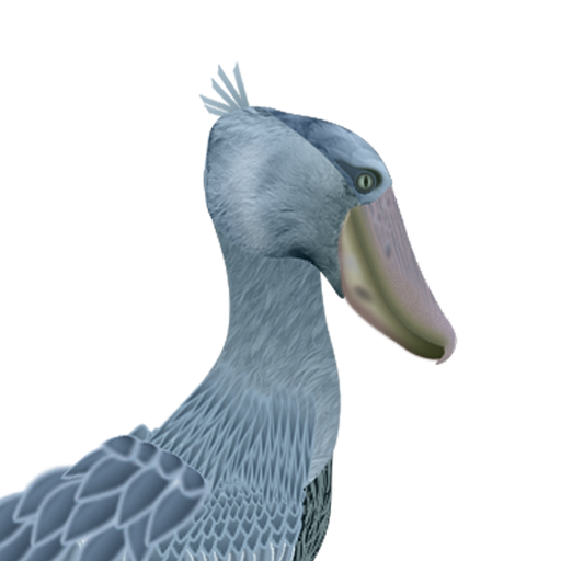 Shoebill