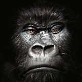 wallpaper gorillas icon