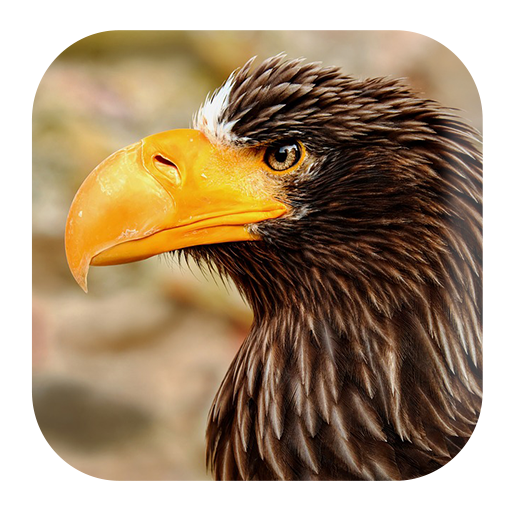 Eagle Sounds - AppWisp.com