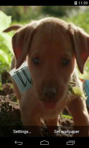 Android application Cute Puppy Video LWP screenshort