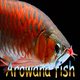 Arowana fish icon
