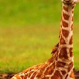 Baby Giraffes Wallpaper Images icon