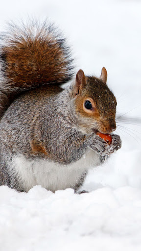 Android application cute squirrel wallpaper screenshort