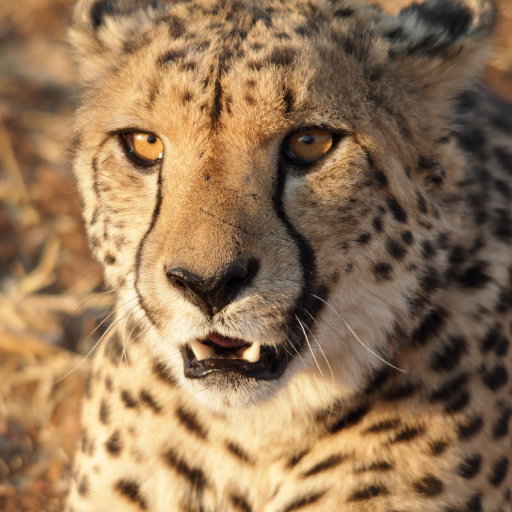 Cheetah Sounds logo