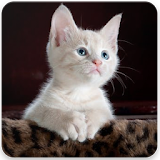 CAT LOVER WALLPAPERS icon