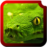Reptiles HD  Wallpapers icon