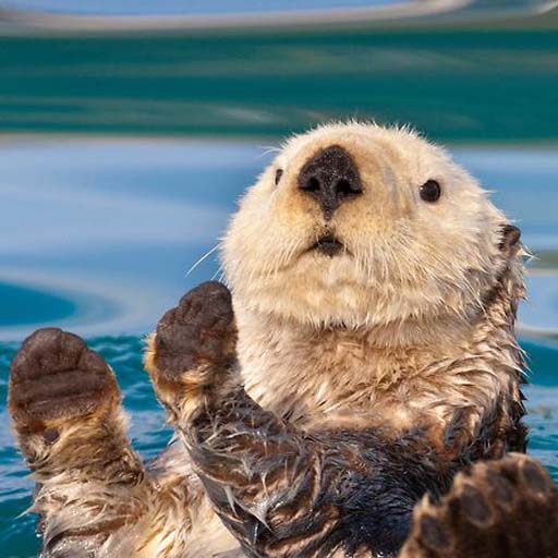 Sea Otter Wallpapers logo