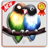 Master Kicau Lovebird Juara icon