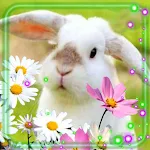 Cover Image of ดาวน์โหลด Bunnies and Flowers Wallpaper  APK