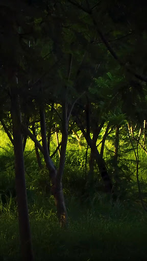 Android application wilderness wallpaper screenshort