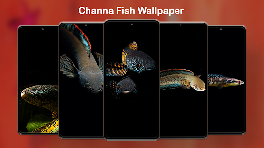 Channa Fish Wallpapers HD