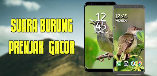 Suara Burung Prenjak