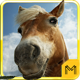 Horse Breeds & Pony Quiz HD icon