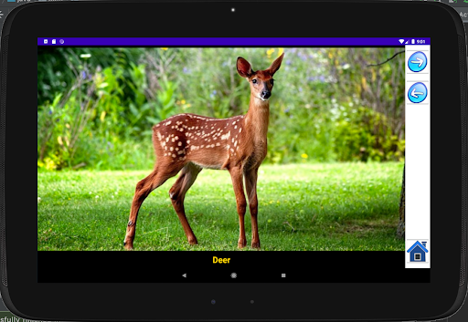 Sounds of Animals n Birds