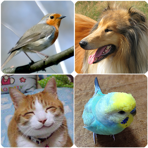 Animal Sounds (Bird,Dog,Cat) logo