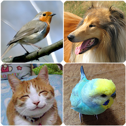 Icon image Animal Sounds (Bird,Dog,Cat)