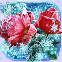 Розы Снег Зима Живые Обои