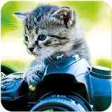 Cat Wallpapers 🐈 icon