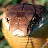 king cobra snake lwp icon