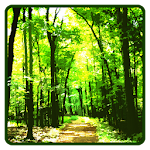 Cover Image of Télécharger Forest Wallpaper 1.0 APK