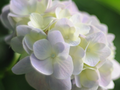 画像をダウンロード 紫陽花 壁紙 無料 154708