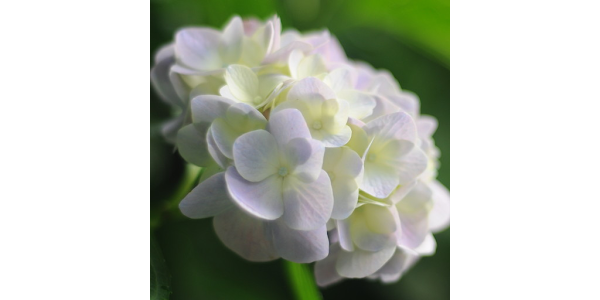 白い紫陽花の壁紙 Aplicaciones En Google Play