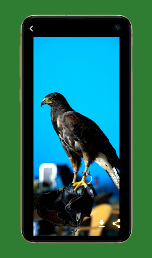 Bird Wallpaper And Backgrounds Screen 3