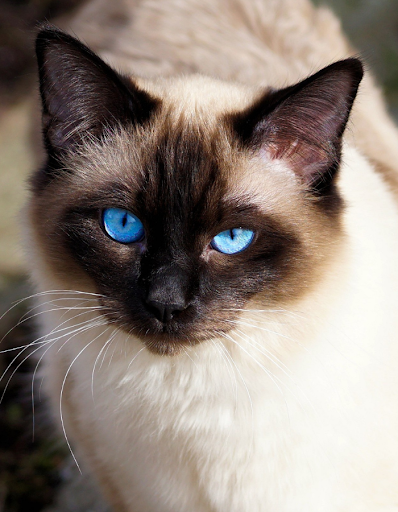 Siamese and his attitudes