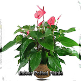 Indoor Potted Plants icon