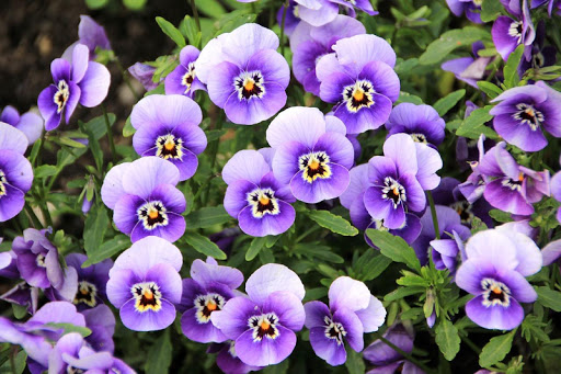 Flowers Jigsaw Puzzles Screen 3