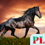 Cover Image of Скачать Horse Wallpapers  APK