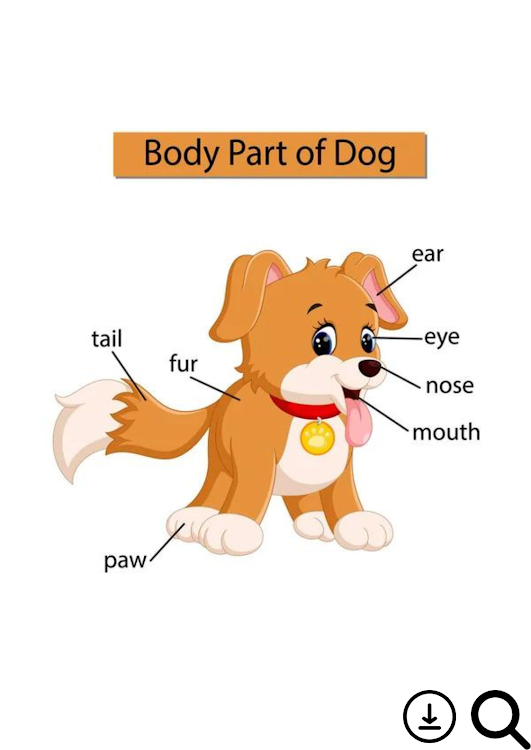 Dog Anatomy : 3D Doggy - 1.0 - (Android)