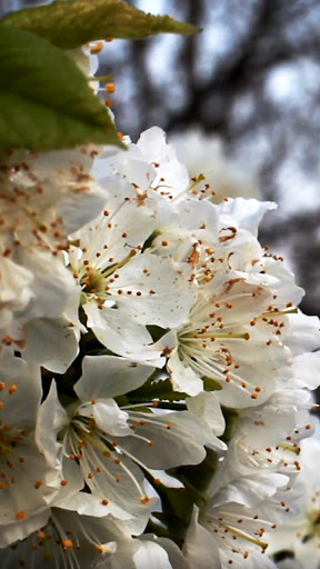 Android application cherry tree wallpaper screenshort