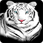 Cover Image of Herunterladen White Tiger Wallpapers 1.0 APK