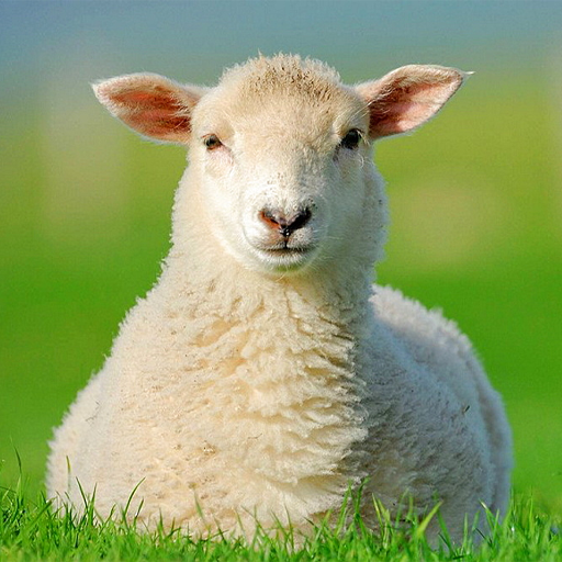 Sheep Sounds Download on Windows
