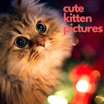 Cover Image of ดาวน์โหลด Cute kitten pictures  APK