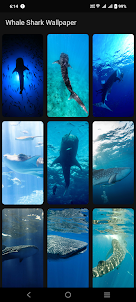 Whale Shark Wallpaper
