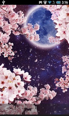 月桜ライブ壁紙のおすすめ画像2