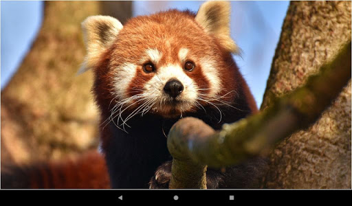 Beautiful Panda Wallpapers