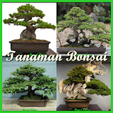 Tanaman Bonsai icon